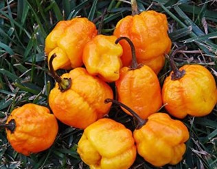 7 pot brain strain yellow