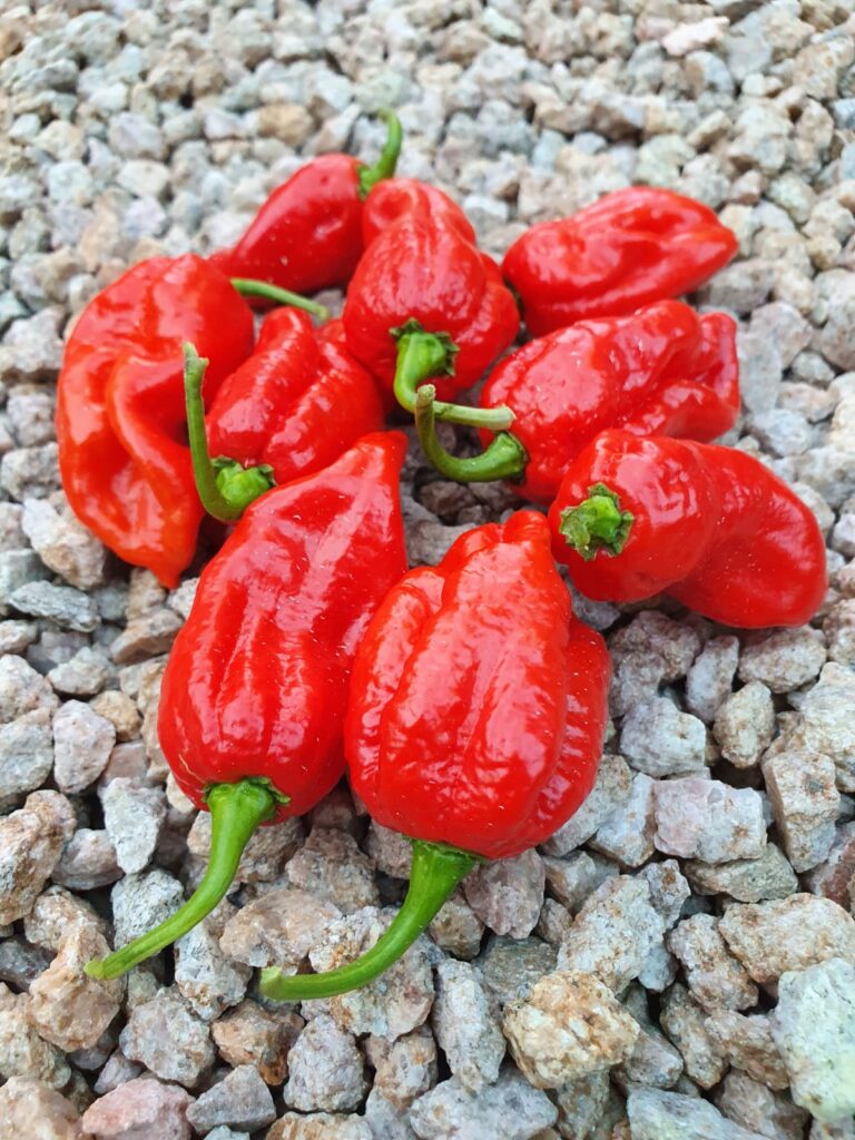 7 pot lava red