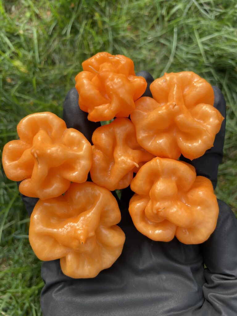 Bahamian goat pepper