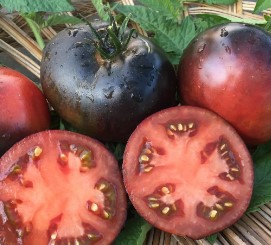 Black beauty tomato