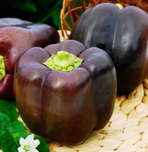 Brown Sweet Bell Pepper