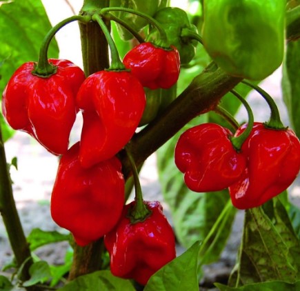 Caribbean-Red-Hot-Habanero