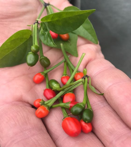 Cherry Bird Peppers