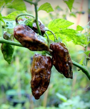 Chocolate-Bhut-Jolokia