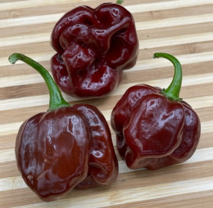 Chocolate-Scotch-Bonnet