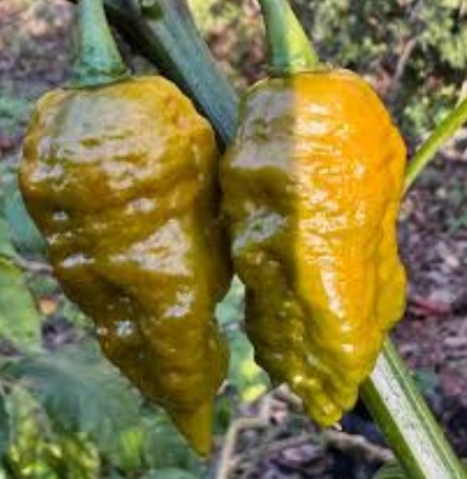 Donkey Spiral Pepper