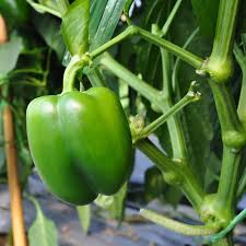 Green California Wonder Bell