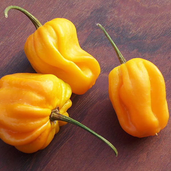 Habanero-Yelllow