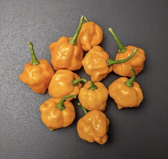 Jamaican-Orange-Scotch-Bonnet