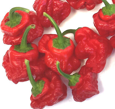 Jamaican-Red-Scotch-Bonnet