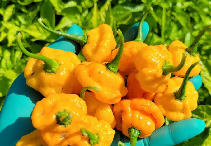 Jamaican-Yellow-Scotch-Bonnet