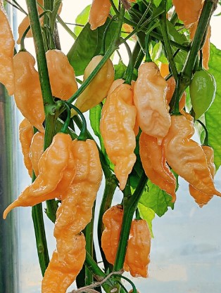 Jays-Peach-Bhut-Jolokia