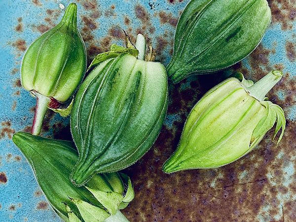 Motherland West Africa Okra