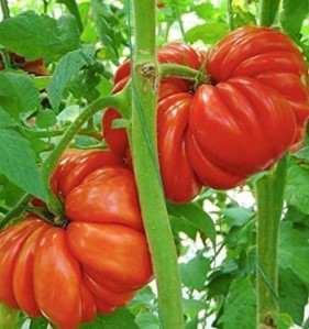Mushroom Basket Tomato