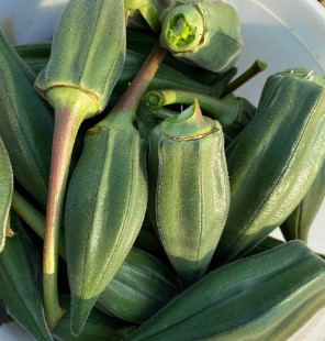 Nkruma Ghana Okra