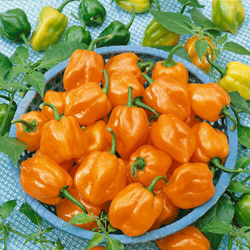 Orange Habanero