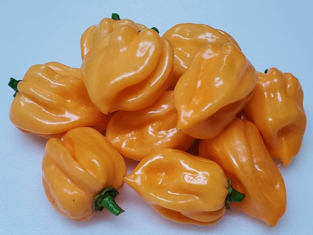 Peach-Scotch-Bonnet