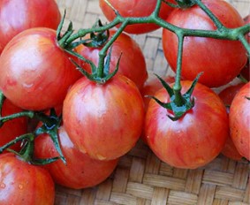 Pink bumble bee tomato