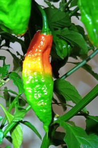 Rastafarian-Ghost-Pepper