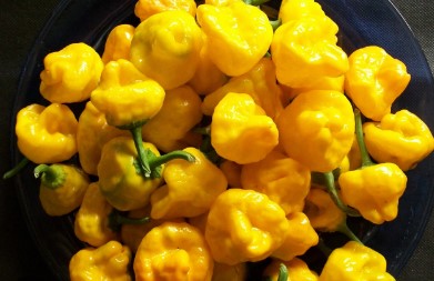 Red-Big-Sun-Habanero