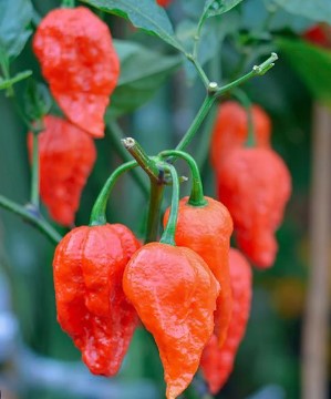 Red-Ghost-Bhut-Jolokia