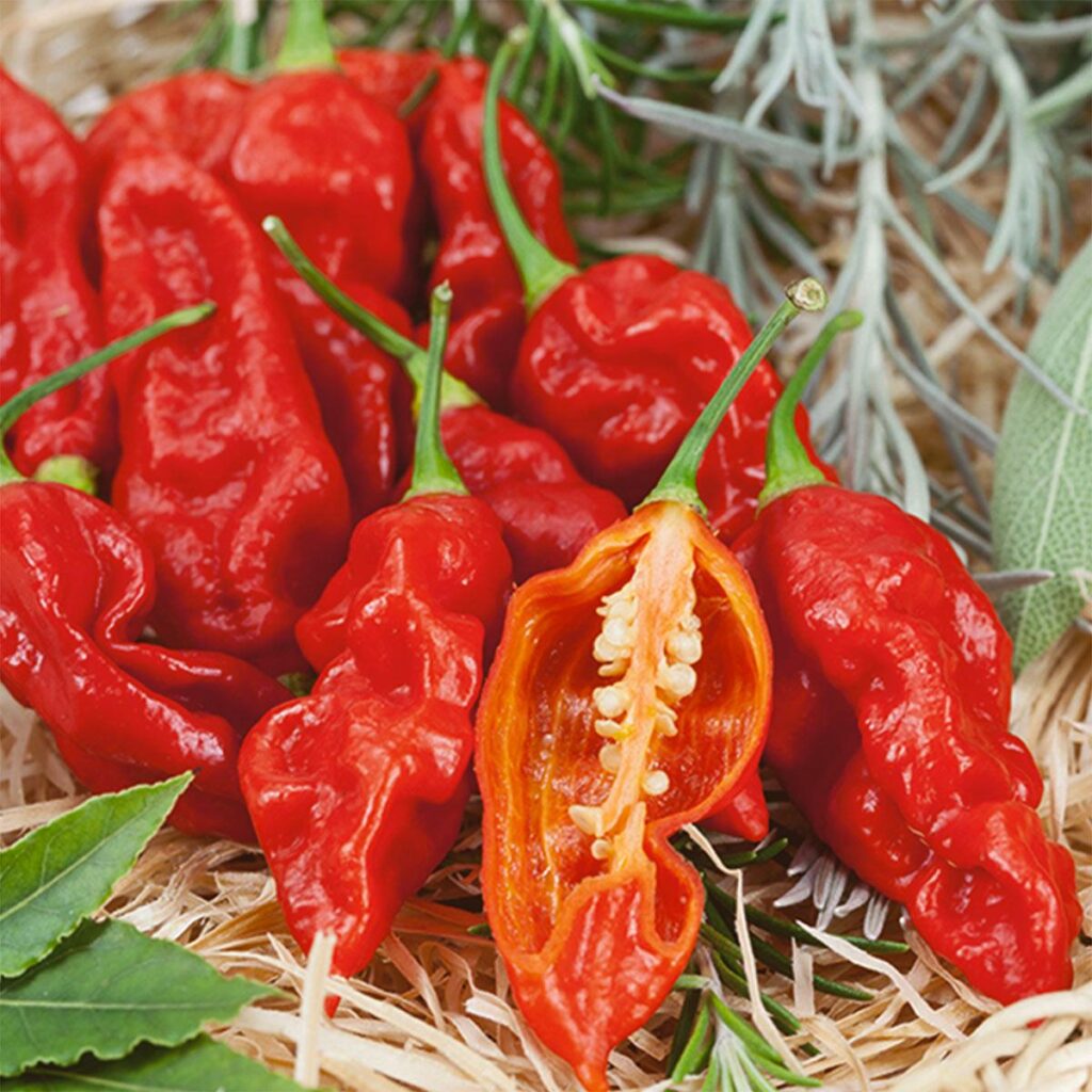Red-Gnarly-Bhut-Jolokia