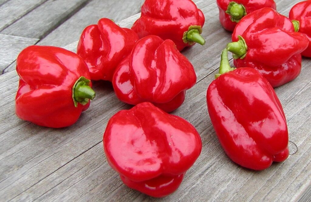 Red Habanero