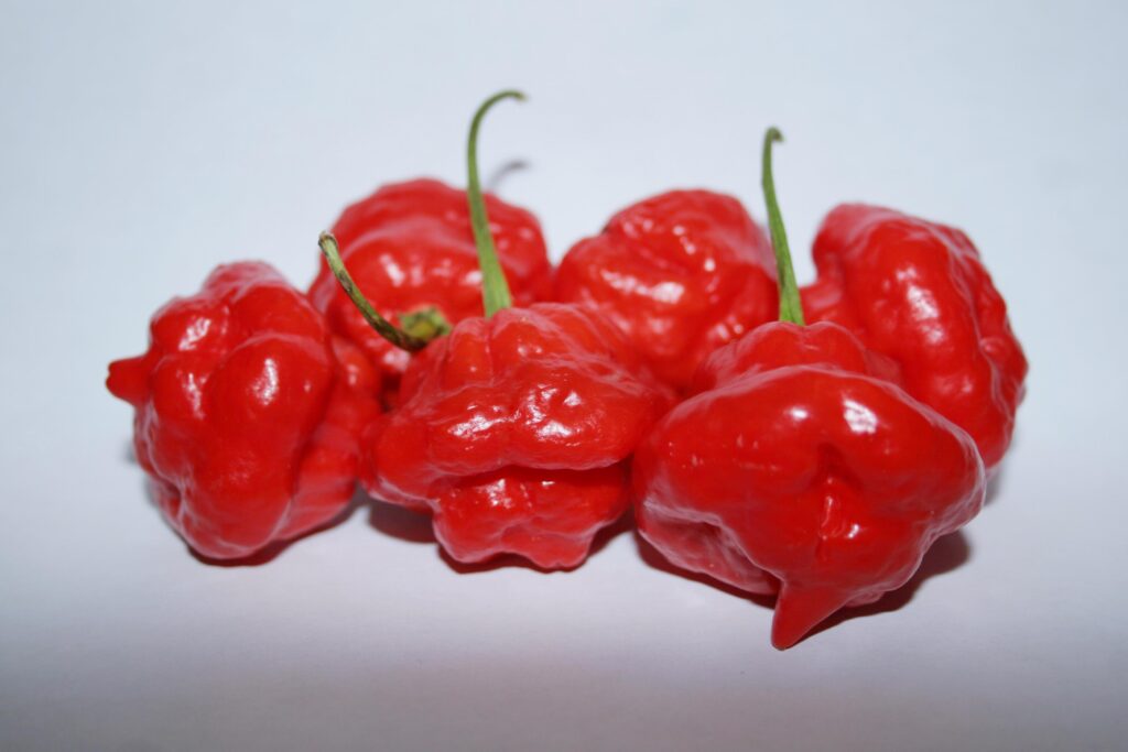 Scotch-Bonnet-Brains-Red
