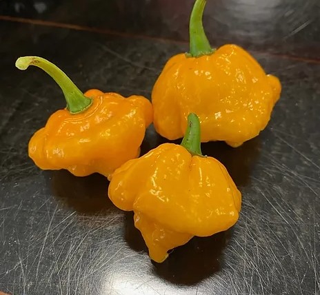 Scotch-Bonnet-Brains-Yellow