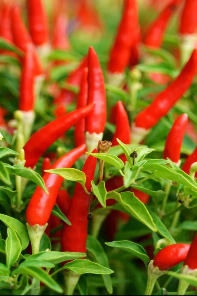 Thai Peri Peri