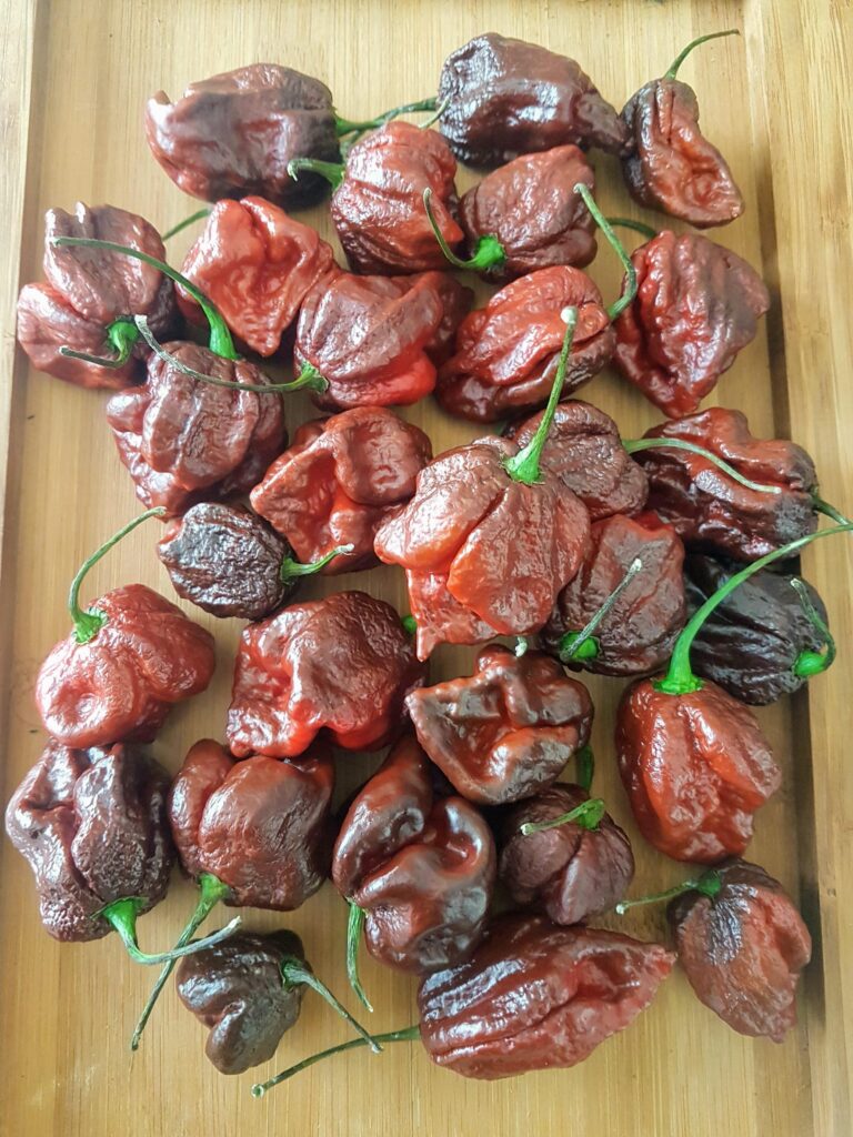 Trinidad Moruga Scorpion Chocolate