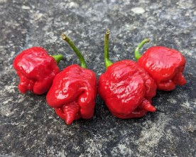 Trinidad Moruga Scorpion Red