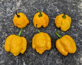 Trinidad Moruga Scorpion Yellow