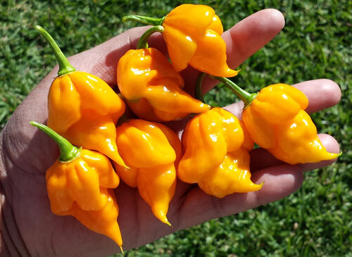 Trinidad Scorpion Yellow