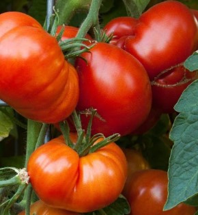 True beefsteak tomato