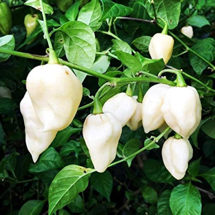 White-Ghost-Pepper