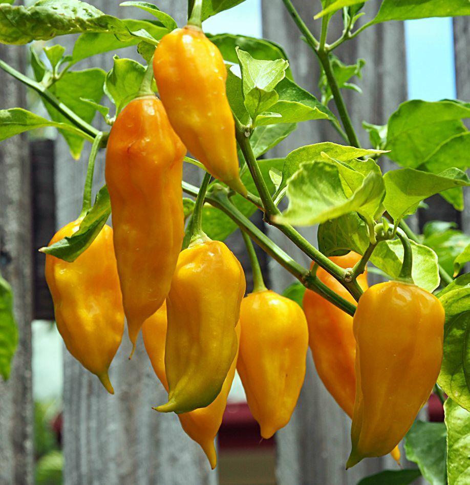 Yellow-Bhut-Jolokia