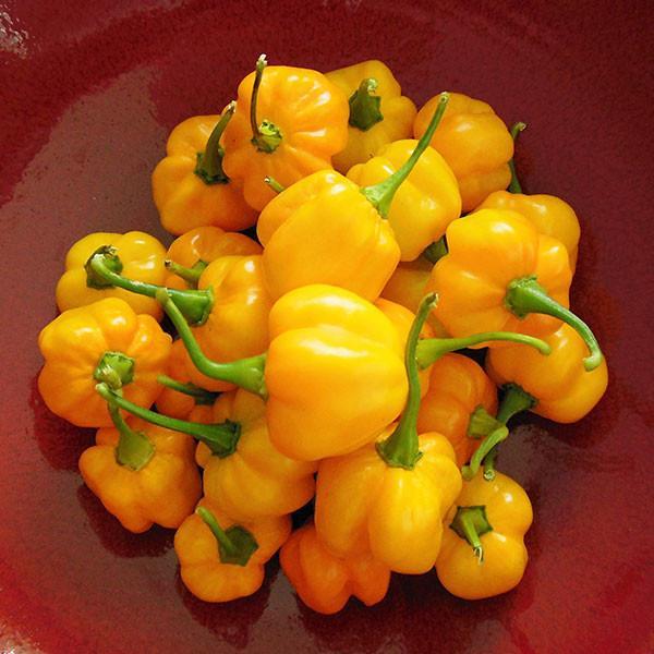Yellow Scotch Bonnet Sweet Bell