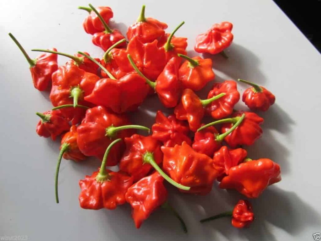 brazilian starfish pepper