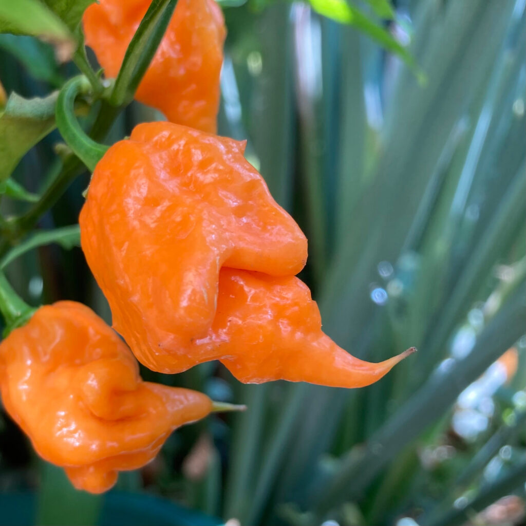 carolina reaper orange (1)