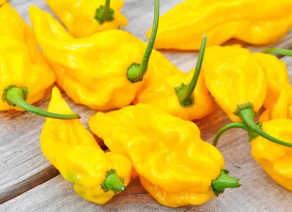 fatalii pepper Yellow