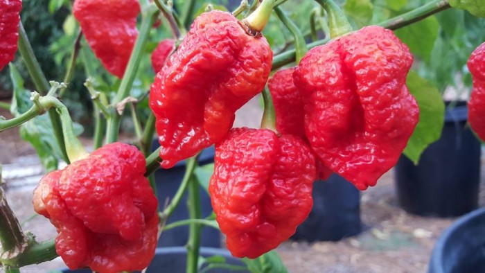 genghis khan brain pepper