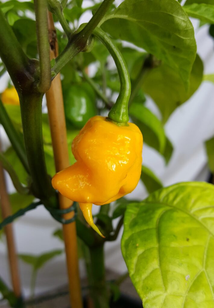 mk trash yellow pepper