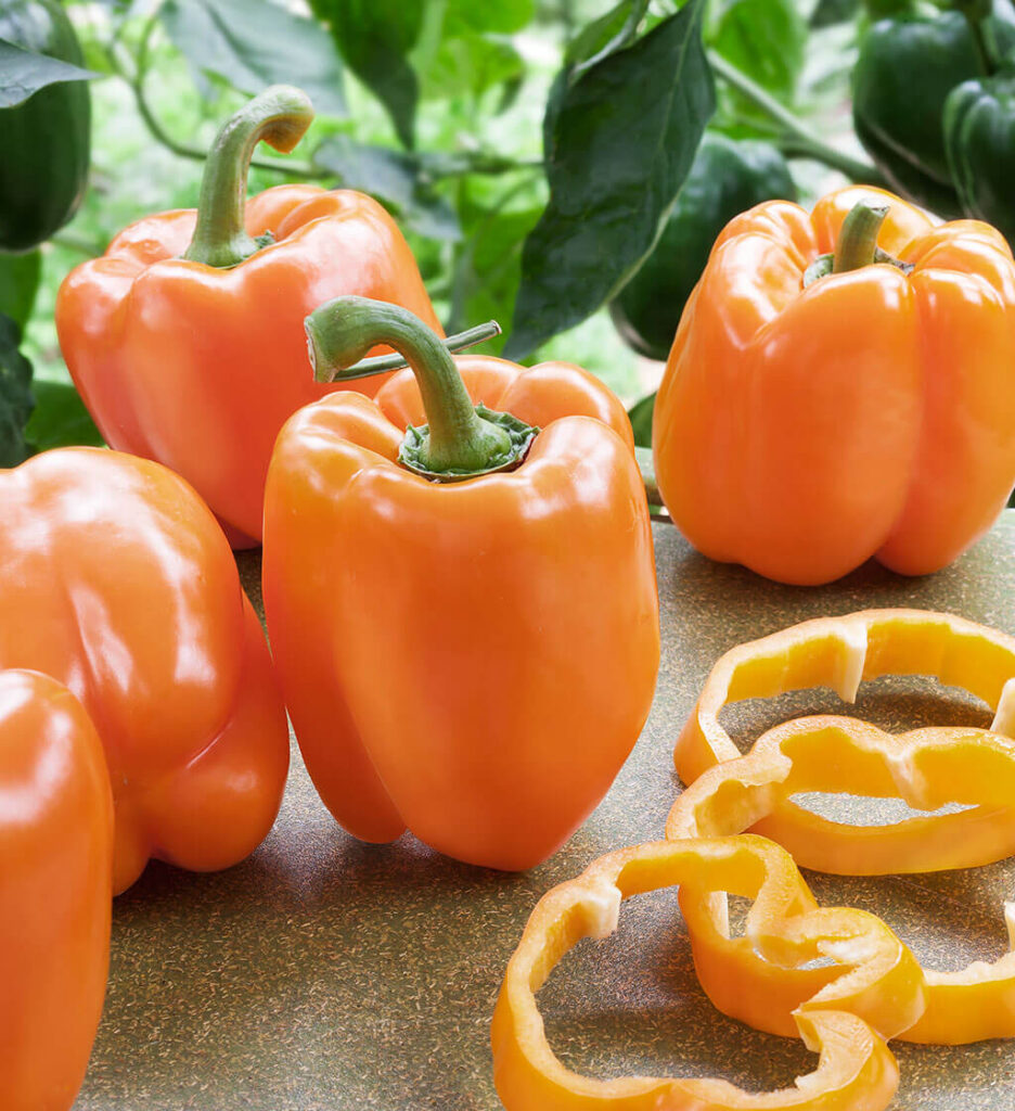orange-bell-pepper