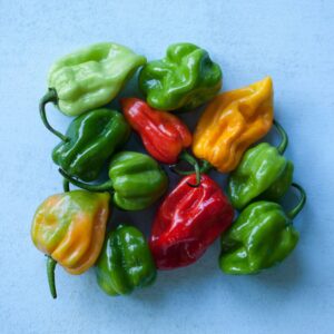 Scotch Bonnet Peppers