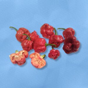 Scorpion Peppers