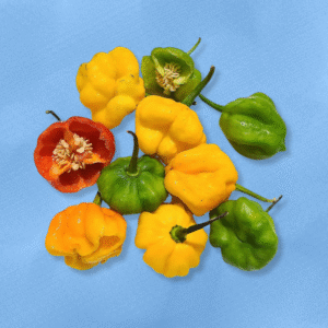 Jamaican Scotch Bonnet Peppers