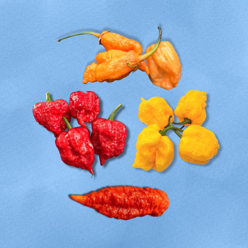 Superhot Peppers