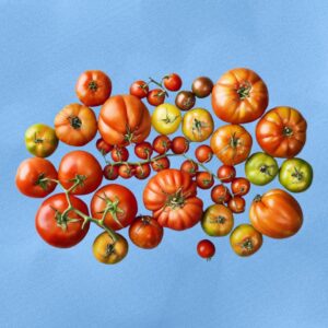 Tomato Varieties